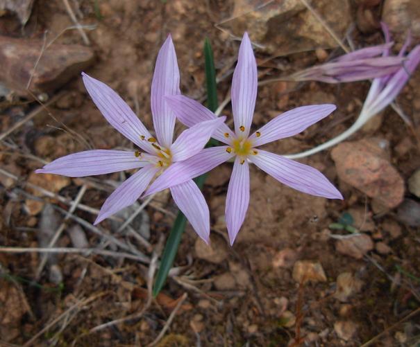 Colchicum cupanii